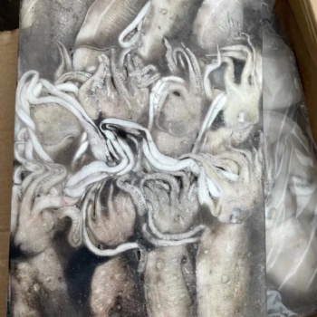 进口巴基斯坦冻墨鱼**资料及注意事项