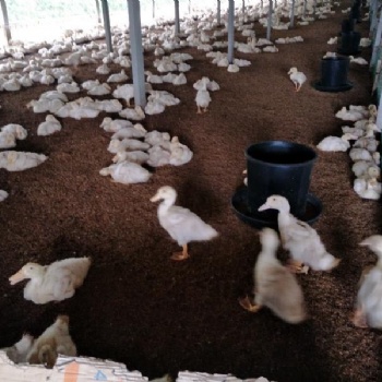 鸭子用上发酵床再也不会有人说养鸭场污染环境了