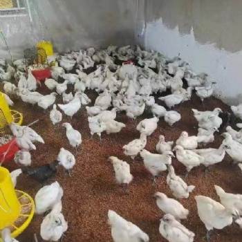 发酵床上养雏鸡注意事项