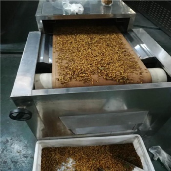 大麦虫烘干箱|黄粉虫膨化机|面包虫膨化干燥箱