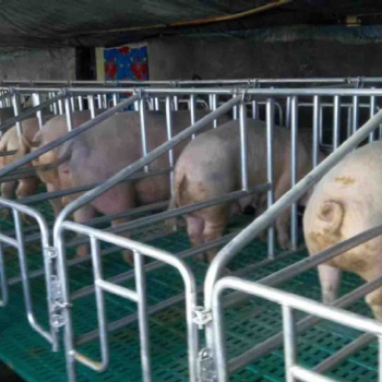 复合母猪定位栏 带粪板 保定厂家
