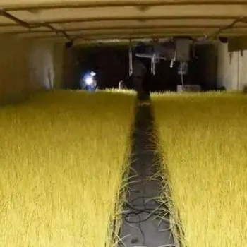 飞龙农业温控：温室大棚在夏季如何种植反季蒜黄