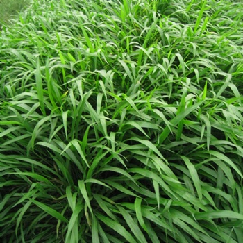 广西宽叶雀稗种子护坡绿化常用草种喷播挂网植草常用百喜草草籽批发