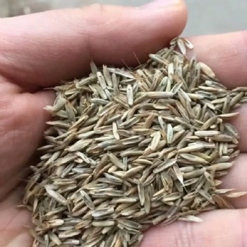 广西多年生黑麦草种子耐寒耐旱边坡绿化常用草籽草种批发厂家供应可开发票