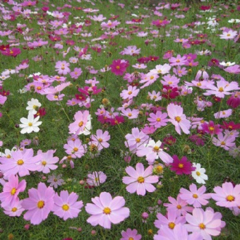 广西波斯菊种子打造花海花卉格桑花护坡固土边坡绿化花种批发