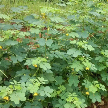 广西基地直供猪屎豆种子矿山修复护坡绿化灌木种子批发量大优惠