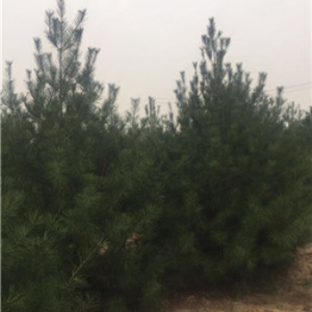 便宜出售3米白皮松-3米白皮松**出售-3米白皮松