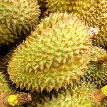 东南亚水果进口代理公司|榴莲进口报关流程|菠萝蜜进口代理