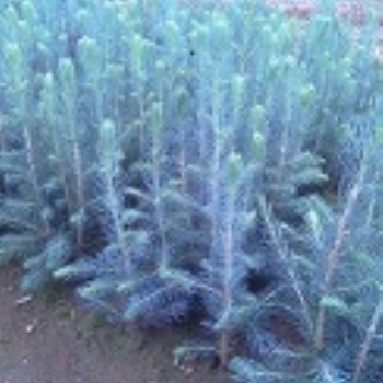 美国蓝杉树苗、克罗拉多美国蓝杉树苗品种纯正