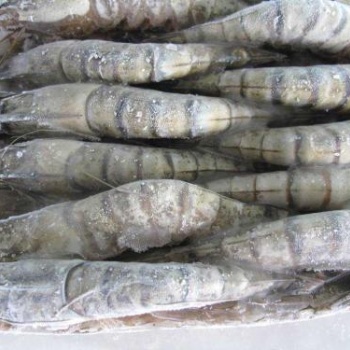 厄瓜多尔冻虾进口青岛港单证