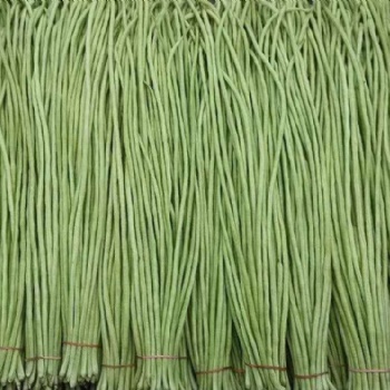 翠绿色长条豇豆菜种子蔬菜基地绿长条豆角种子种植技术