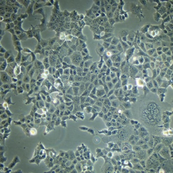 质粒载体网IPEC-J2 细胞 猪小肠上皮细胞