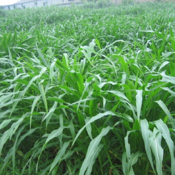 玉米草种子一亩能顶3~5亩青贮玉米，牛羊爱吃，一年割6~8次