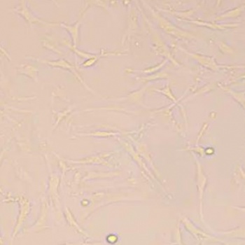 人软骨细胞C-28I2智立中特生物