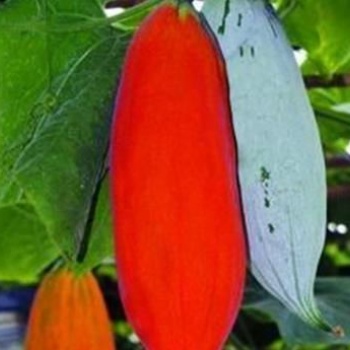 观赏玩具瓜种子 变色瓜种子根系发达，蔓长6-8米南瓜种子