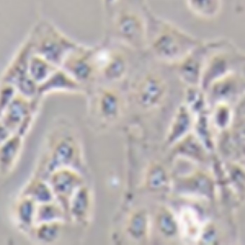 Neuro-2a+Luc 小鼠脑神经瘤细胞荧光素酶标记