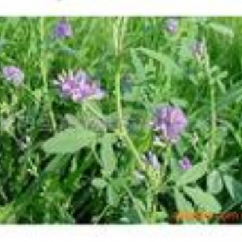 紫花苜蓿种子批发紫花苜蓿种子批发
