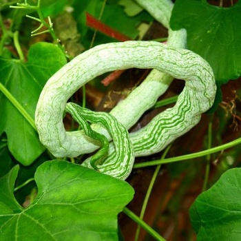 盆栽蛇瓜种子 盆栽蛇豆种子 阳台蛇瓜种子