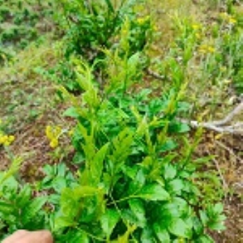 有用的来凤藤茶咨询，不看后悔