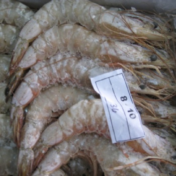 分享厄瓜多尔白虾对虾进口上海港**相关资料
