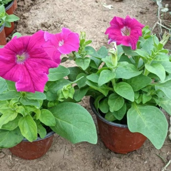 内蒙草花批发基地，呼和浩特宿根花卉基地，四季草花批发矮牵牛