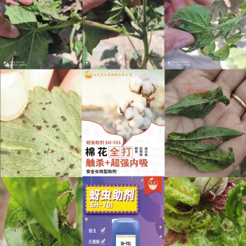 新疆棉蚜、花椒蚜虫、桃呀、西瓜蚜虫，各类蚜虫都可打