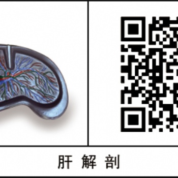病理标本塑化标本铸型标本高透明亚克力盒装基础医学解剖学教学用产品