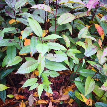 福建山樱花袋苗 山樱花袋苗 山樱花无纺布杯苗