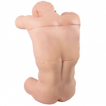 KAY-CK812胸腔（背部）穿刺训练模型-四大穿刺模型-胸腔-腰椎-腹腔-骨髓穿刺训练模型