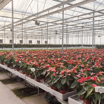 博超温室移动式植物种植架 水培花卉用苗床 可定制