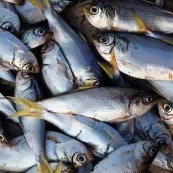 海鲜-冷冻海鲜-各种鱼类海产品源头直供