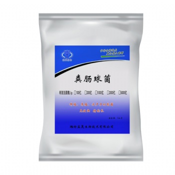 饲用级粪肠球菌 生产厂家益昊生物 OEM 冻干粉型