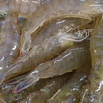 海鲜-冷冻海鲜-大虾明虾各种海虾直供