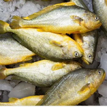 海鲜-冷冻海鲜-多种鱼类海鲜冷冻海产品源头供应