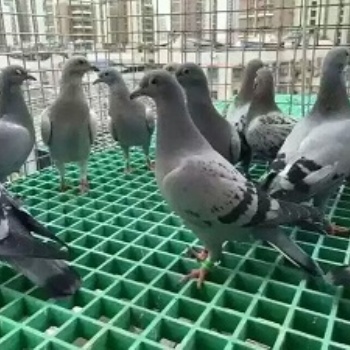 衡水养殖地网生产，衡水水沟盖板，光伏地网生产