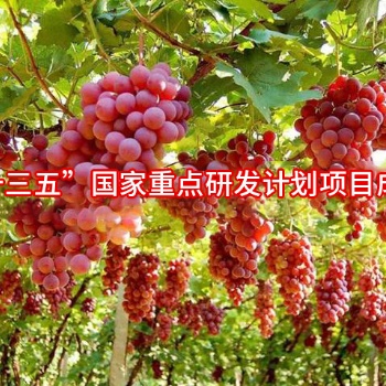 PO膜系列--光能宝3号po膜 转光漫散射高光效涂覆膜简介