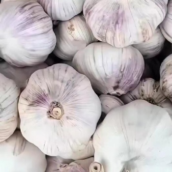 采购5公分以上大蒜头