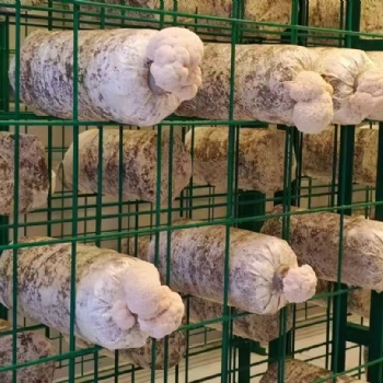 骏朗智能方舱榆黄蘑出菇网格架可定制